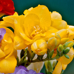 Giant Double Freesia Yellow Bulbs Growing Bonsai Roots Rhizomes Corms Tubers Potted Planting Reblooming Fragrant Garden Species Blooms Flower Seeds Plant Gardening
