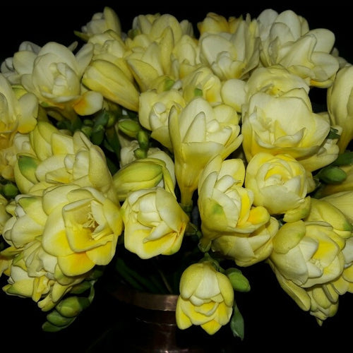 Double Yellow Freesia Bulbs Growing Bonsai Roots Rhizomes Corms Tubers Potted Planting Reblooming Fragrant Garden Species Blooms Flower Seeds Plant Gardening