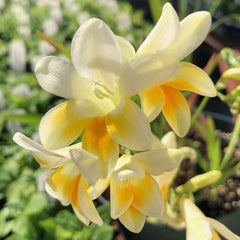 Freesia Heirloom Antique Alba Bulbs Growing Bonsai Roots Rhizomes Corms Tubers Potted Planting Reblooming Fragrant Garden Species Blooms Flower Seeds Plant Gardening