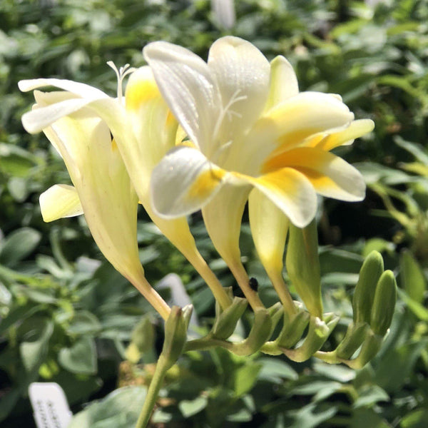 Freesia Heirloom Antique Alba Bulbs Growing Bonsai Roots Rhizomes Corms Tubers Potted Planting Reblooming Fragrant Garden Species Blooms Flower Seeds Plant Gardening