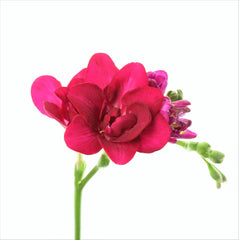 Freesia Double Pink Bulbs Growing Bonsai Roots Rhizomes Corms Tubers Potted Planting Reblooming Fragrant Garden Species Blooms Flower Seeds Plant Gardening