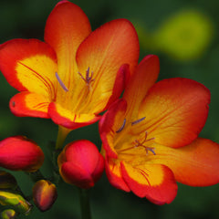 Freesia Single Bi-Color Bulbs Growing Bonsai Roots Rhizomes Corms Tubers Potted Planting Reblooming Fragrant Garden Species Blooms Flower Seeds Plant Gardening