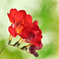 Freesia Single Bi-Color Bulbs Growing Bonsai Roots Rhizomes Corms Tubers Potted Planting Reblooming Fragrant Garden Species Blooms Flower Seeds Plant Gardening