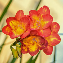 Freesia Single Bi-Color Bulbs Growing Bonsai Roots Rhizomes Corms Tubers Potted Planting Reblooming Fragrant Garden Species Blooms Flower Seeds Plant Gardening