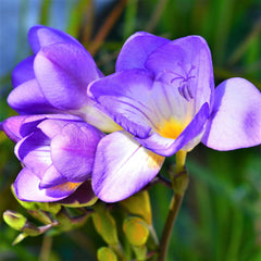 Freesia Single Blue Bulbs Growing Bonsai Roots Rhizomes Corms Tubers Potted Planting Reblooming Fragrant Garden Species Blooms Flower Seeds Plant Gardening