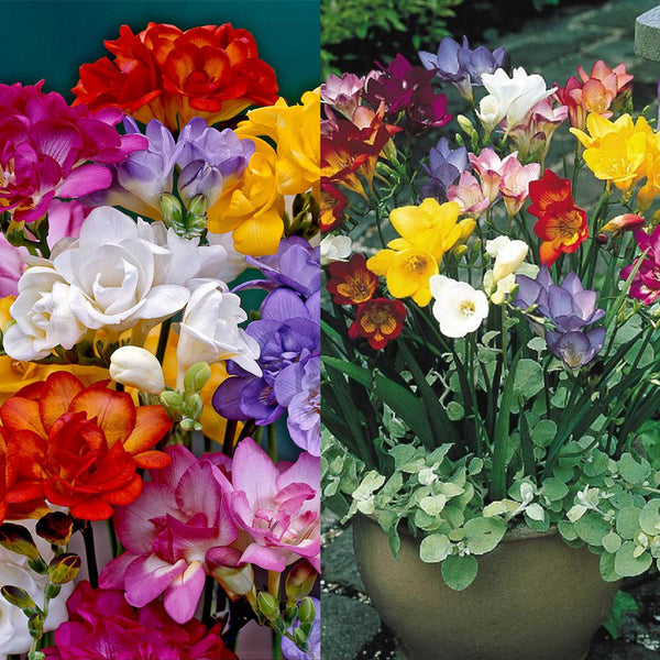 Freesia Single/Double Mixed Bulbs Growing Bonsai Roots Rhizomes Corms Tubers Potted Planting Reblooming Fragrant Garden Species Blooms Flower Seeds Plant Gardening