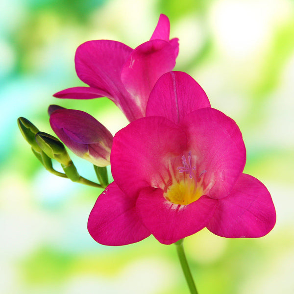 Freesia Single Pink Bulbs Growing Bonsai Roots Rhizomes Corms Tubers Potted Planting Reblooming Fragrant Garden Species Blooms Flower Seeds Plant Gardening
