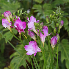 Freesia Single Pink Bulbs Growing Bonsai Roots Rhizomes Corms Tubers Potted Planting Reblooming Fragrant Garden Species Blooms Flower Seeds Plant Gardening