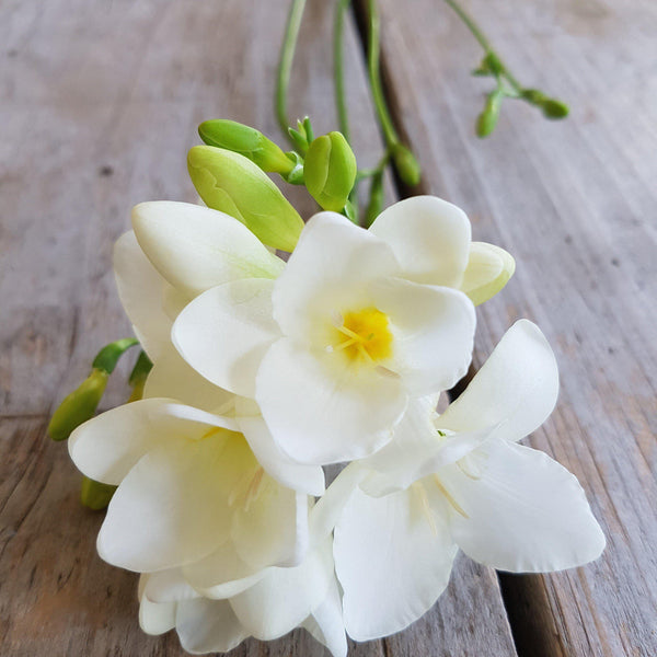 White  Freesia Bountiful Bouquets Collection Bulbs Growing Bonsai Roots Rhizomes Corms Tubers Potted Planting Reblooming Fragrant Garden Species Blooms Flower Seeds Plant Gardening