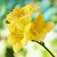 Freesia Bountiful Bouquets Collection Bulbs Growing Bonsai Roots Rhizomes Corms Tubers Potted Planting Reblooming Fragrant Garden Species Blooms Flower Seeds Plant Gardening