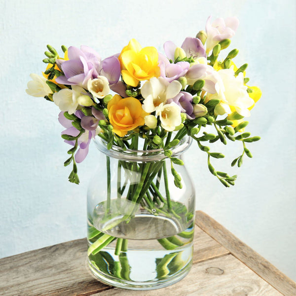 Freesia Sunny Day Collection Bulbs Growing Bonsai Roots Rhizomes Corms Tubers Potted Planting Reblooming Fragrant Garden Species Blooms Flower Seeds Plant Gardening