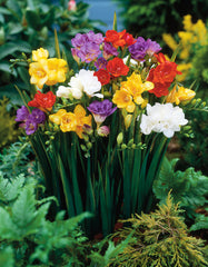 Freesia Single and Double Mix Bulbs Growing Bonsai Roots Rhizomes Corms Tubers Potted Planting Reblooming Fragrant Garden Species Blooms Flower Seeds Plant Gardening