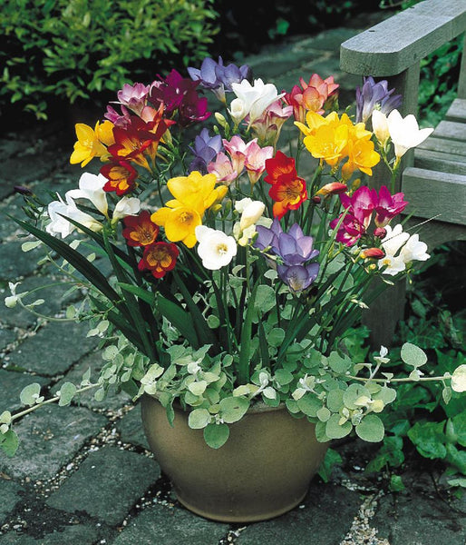 Freesia Single Mixed Bulbs Growing Bonsai Roots Rhizomes Corms Tubers Potted Planting Reblooming Fragrant Garden Species Blooms Flower Seeds Plant Gardening