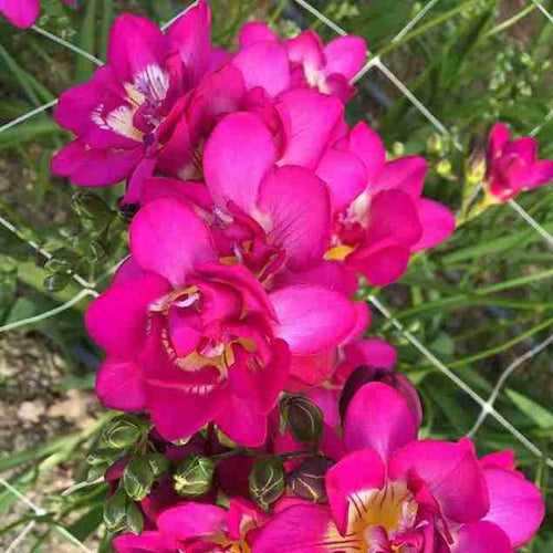 Purple Rain Freesias Bulbs Growing Bonsai Roots Rhizomes Corms Tubers Potted Planting Reblooming Fragrant Garden Species Blooms Flower Seeds Plant Gardening