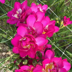 Purple Rain Freesias Bulbs Growing Bonsai Roots Rhizomes Corms Tubers Potted Planting Reblooming Fragrant Garden Species Blooms Flower Seeds Plant Gardening