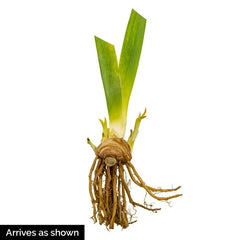 Finishing School German Iris Early Bloomer with Great Perfume Iris Species Growing Bonsai Bulbs Roots Rhizomes Corms Tubers Potted Planting Reblooming Fragrant Garden Flower Seeds Plant - Seedsplant