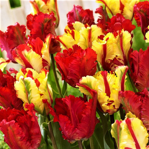 Tulip Bulbs Flaming Fire Collection Blooms Species Growing Bonsai Roots Rhizomes Corms Tubers Potted Planting Reblooming Fragrant Garden Flower Seeds Plant