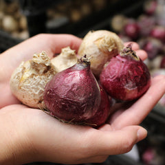 Hyacinth Woodstock Bulbs Blooms Species Growing Bonsai Roots Rhizomes Corms Tubers Potted Planting Reblooming Fragrant Garden Flower Seeds Plant Gardening