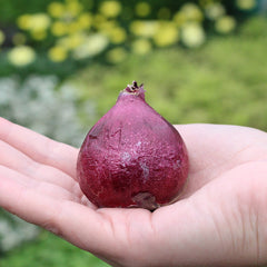 Hyacinth Manhattan Bulbs Blooms Species Growing Bonsai Roots Rhizomes Corms Tubers Potted Planting Reblooming Fragrant Garden Flower Seeds Plant Gardening