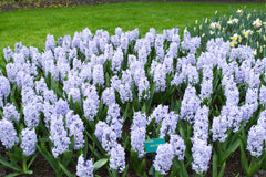 Hyacinth Blue Eyes Bulbs Blooms Species Growing Bonsai Roots Rhizomes Corms Tubers Potted Planting Reblooming Fragrant Garden Flower Seeds Plant Gardening