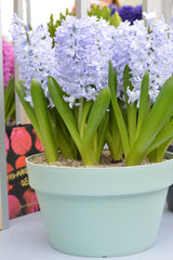Hyacinth Blue Eyes Bulbs Blooms Species Growing Bonsai Roots Rhizomes Corms Tubers Potted Planting Reblooming Fragrant Garden Flower Seeds Plant Gardening