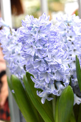Hyacinth Blue Eyes Bulbs Blooms Species Growing Bonsai Roots Rhizomes Corms Tubers Potted Planting Reblooming Fragrant Garden Flower Seeds Plant Gardening