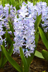 Hyacinth Blue Eyes Bulbs Blooms Species Growing Bonsai Roots Rhizomes Corms Tubers Potted Planting Reblooming Fragrant Garden Flower Seeds Plant Gardening