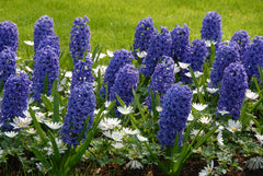 Hyacinth Blue Pearl Prepared Bulbs Blooms Species Growing Bonsai Roots Rhizomes Corms Tubers Potted Planting Reblooming Fragrant Garden Flower Seeds Plant Gardening
