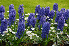 Hyacinth Blue Jacket Bulbs Blooms Species Growing Bonsai Roots Rhizomes Corms Tubers Potted Planting Reblooming Fragrant Garden Flower Seeds Plant Gardening