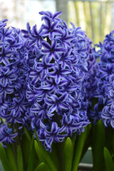 Hyacinth Blue Pearl Prepared Bulbs Blooms Species Growing Bonsai Roots Rhizomes Corms Tubers Potted Planting Reblooming Fragrant Garden Flower Seeds Plant Gardening