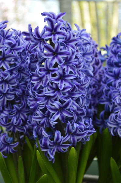 Hyacinth Blue Jacket Bulbs Blooms Species Growing Bonsai Roots Rhizomes Corms Tubers Potted Planting Reblooming Fragrant Garden Flower Seeds Plant Gardening