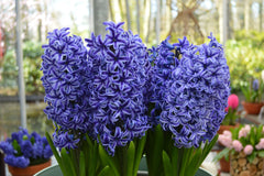 Hyacinth Blue Jacket Bulbs Blooms Species Growing Bonsai Roots Rhizomes Corms Tubers Potted Planting Reblooming Fragrant Garden Flower Seeds Plant Gardening