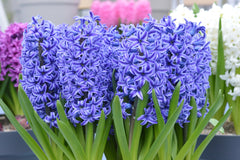 Hyacinth Blue Pearl Prepared Bulbs Blooms Species Growing Bonsai Roots Rhizomes Corms Tubers Potted Planting Reblooming Fragrant Garden Flower Seeds Plant Gardening
