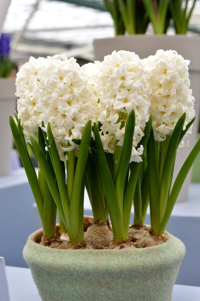 Hyacinth Carnegie Bulbs Blooms Species Growing Bonsai Roots Rhizomes Corms Tubers Potted Planting Reblooming Fragrant Garden Flower Seeds Plant Gardening