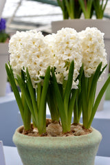 Hyacinth Carnegie Bulbs Blooms Species Growing Bonsai Roots Rhizomes Corms Tubers Potted Planting Reblooming Fragrant Garden Flower Seeds Plant Gardening