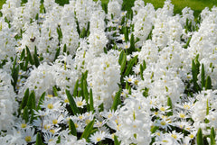 Hyacinth Carnegie Bulbs Blooms Species Growing Bonsai Roots Rhizomes Corms Tubers Potted Planting Reblooming Fragrant Garden Flower Seeds Plant Gardening