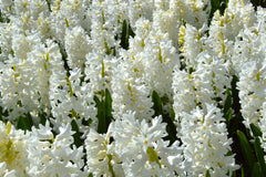 Hyacinth Carnegie Bulbs Blooms Species Growing Bonsai Roots Rhizomes Corms Tubers Potted Planting Reblooming Fragrant Garden Flower Seeds Plant Gardening
