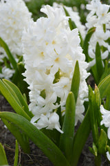 Hyacinth Carnegie Bulbs Blooms Species Growing Bonsai Roots Rhizomes Corms Tubers Potted Planting Reblooming Fragrant Garden Flower Seeds Plant Gardening