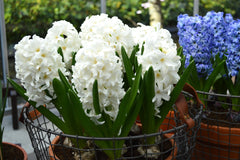 Hyacinth Carnegie Bulbs Blooms Species Growing Bonsai Roots Rhizomes Corms Tubers Potted Planting Reblooming Fragrant Garden Flower Seeds Plant Gardening