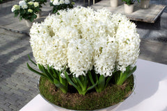 Hyacinth Carnegie Bulbs Blooms Species Growing Bonsai Roots Rhizomes Corms Tubers Potted Planting Reblooming Fragrant Garden Flower Seeds Plant Gardening