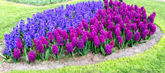 Hyacinth Columbus Collection Bulbs Blooms Species Growing Bonsai Roots Rhizomes Corms Tubers Potted Planting Reblooming Fragrant Garden Flower Seeds Plant Gardening