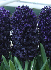 Hyacinth Dark Dimension Bulbs Blooms Species Growing Bonsai Roots Rhizomes Corms Tubers Potted Planting Reblooming Fragrant Garden Flower Seeds Plant Gardening - Seedsplant