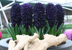 Hyacinth Dark Dimension Bulbs Blooms Species Growing Bonsai Roots Rhizomes Corms Tubers Potted Planting Reblooming Fragrant Garden Flower Seeds Plant Gardening - Seedsplant