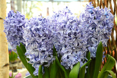 Hyacinth Blue Tango Bulbs Blooms Species Growing Bonsai Roots Rhizomes Corms Tubers Potted Planting Reblooming Fragrant Garden Flower Seeds Plant Gardening