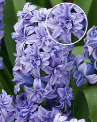 Hyacinth Blue Tango Bulbs Blooms Species Growing Bonsai Roots Rhizomes Corms Tubers Potted Planting Reblooming Fragrant Garden Flower Seeds Plant Gardening