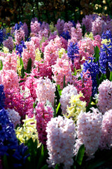 Hyacinth Empire State Mix Bulbs Blooms Species Growing Bonsai Roots Rhizomes Corms Tubers Potted Planting Reblooming Fragrant Garden Flower Seeds Plant Gardening