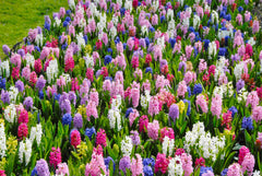 Hyacinth Empire State Mix Bulbs Blooms Species Growing Bonsai Roots Rhizomes Corms Tubers Potted Planting Reblooming Fragrant Garden Flower Seeds Plant Gardening