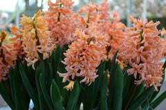 Hyacinth Gipsy Queen Bulbs Blooms Species Growing Bonsai Roots Rhizomes Corms Tubers Potted Planting Reblooming Fragrant Garden Flower Seeds Plant Gardening