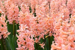Hyacinth Gipsy Queen Bulbs Blooms Species Growing Bonsai Roots Rhizomes Corms Tubers Potted Planting Reblooming Fragrant Garden Flower Seeds Plant Gardening