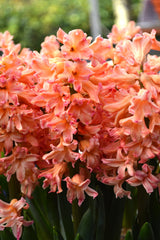 Hyacinth Gipsy Queen Bulbs Blooms Species Growing Bonsai Roots Rhizomes Corms Tubers Potted Planting Reblooming Fragrant Garden Flower Seeds Plant Gardening